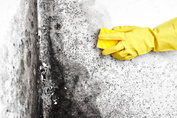 Best Industrial Mold Remediation in Metuchen, NJ