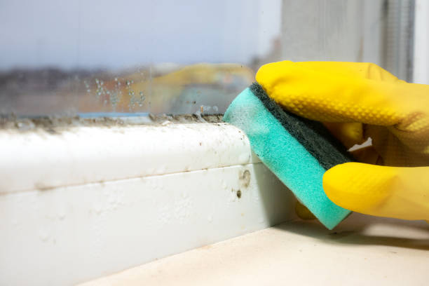Best Commercial Mold Remediation in Metuchen, NJ