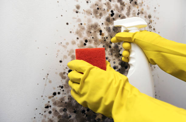 Best Black Mold Remediation in Metuchen, NJ